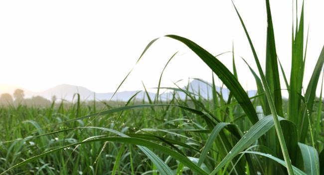 Sugarcane production crippled by dry weather